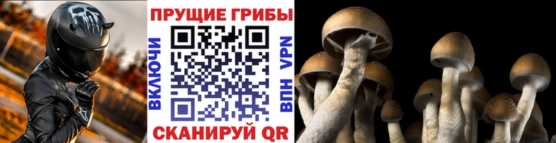 Псилоцибиновые грибы прущие грибы  Красавино 